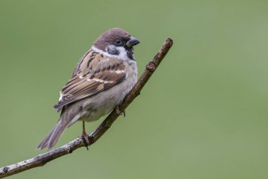 Eurasian Tree Sparrow - Passer montanus, common perching bird from European gardens and woodlands, Zlin, Czech Republic. clipart