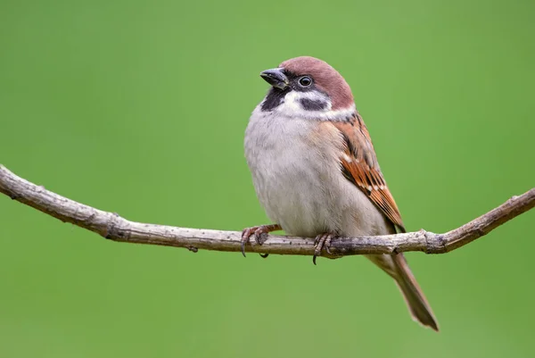 Eurasian Tree Sparrow Passer Montanus Vanlig Sittande Fågel Från Europeiska — Stockfoto