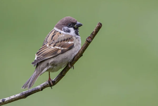 Eurasian Tree Sparrow Passer Montanus Поширений Птах Європейських Садів Лісів — стокове фото