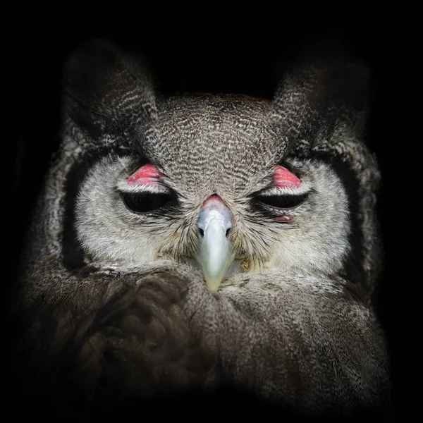 Verreaux Eagle Owl Bubo Lacteus Πορτρέτο Της Όμορφης Μεγάλης Κουκουβάγιας — Φωτογραφία Αρχείου