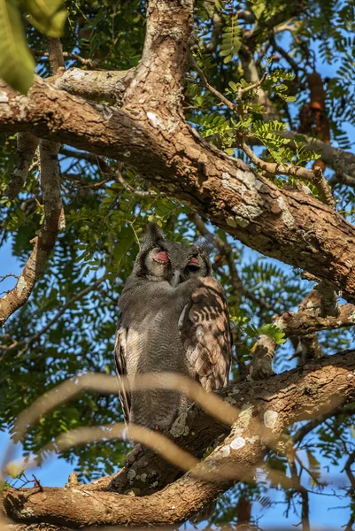 Verreaux Eagle Owl Bubo Lacteus Retrato Bela Coruja Grande Florestas — Fotografia de Stock