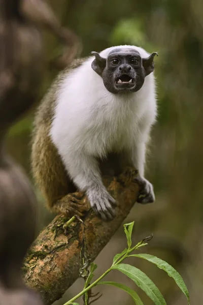 Tamarin Brasileño Cara Desnuda Saguinus Bicolor Primate Peligro Extinción Bosques —  Fotos de Stock