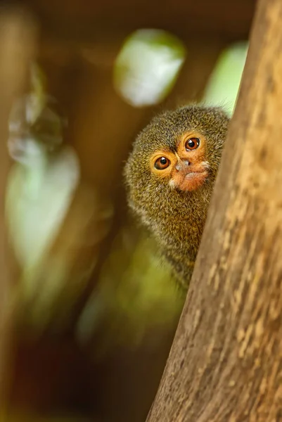 Pygmy Marmoset Cebuella Pygmaea Utrotningshotad Primat Från Sydamerikanska Skogar Och — Stockfoto