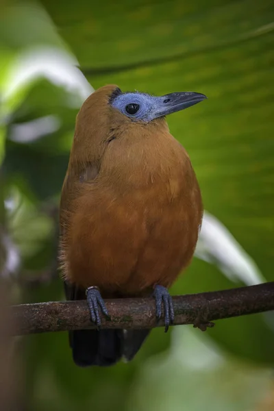 Capuchinbird Perissocephalus Tricolor Vacker Speciell Fågel Från Sydamerikanska Skogar Amazon — Stockfoto