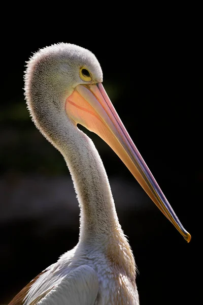 Австралийский Пеликан Pelecanus Conspicillatus Красивая Большая Водоплавающая Птица Внутренних Прибрежных — стоковое фото