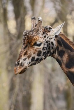 Zürafa - Zürafa camelopardalis, zürafa potraiti, Kenya, Afrika 'da safari, Afrika' nın beş büyük memeli hayvanının sevimli üyesi..