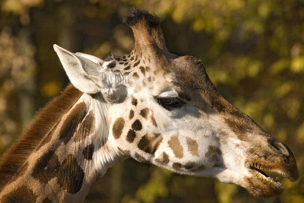 Giraffe Giraffa Camelopardalis Potrait Girafffe Safari Kenya Africa Cute Member — Stock Photo, Image
