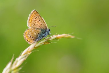 Ortak Mavi Kelebek - Polyommatus icarus, Avrupa çayır ve otlaklarından güzel renkli kelebek, Zlin, Çek Cumhuriyeti.