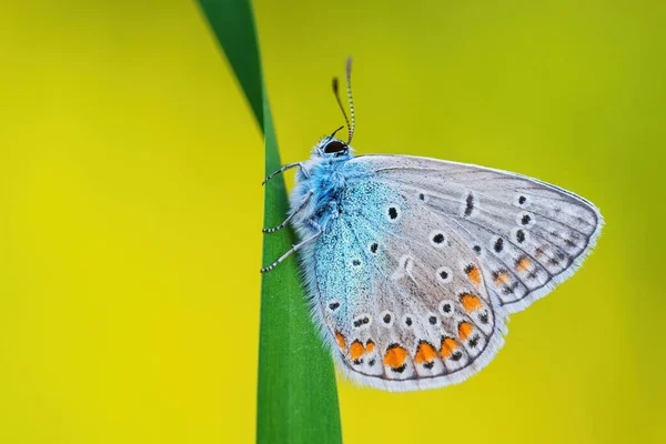 Błękitny Motyl Pospolity Polyommatus Icarus Piękny Kolorowy Motyl Europejskich Łąk — Zdjęcie stockowe