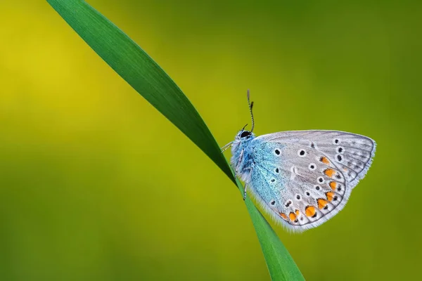 Papillon Bleu Commun Polyommatus Icarus Beau Papillon Couleur Des Prairies — Photo