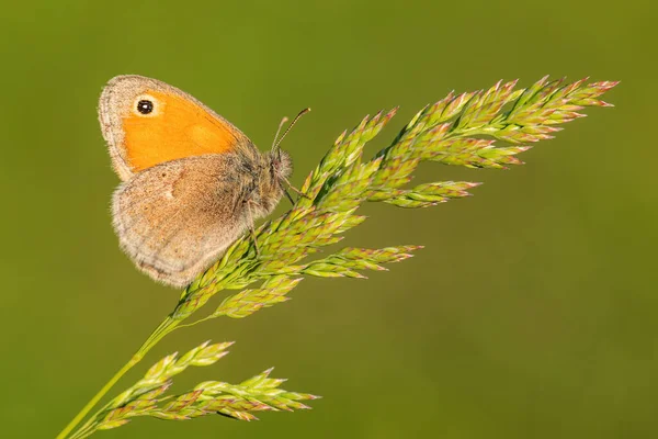 Small Heath Butterfly Coenonympha Pamphilus Beautiful Brown Orange Butterfly Europe — Stock Photo, Image