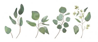 Eucalyptus seeded silver dollar tree leaves designer art, foliage, natural branches elements in watercolor rustic style set collection. Vector nature decorative various elegant illustration for design clipart