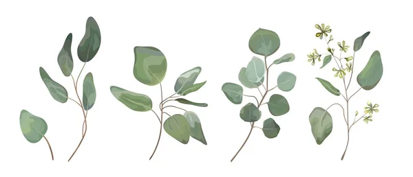 Eucalyptus geplaatste Schijfzalm boom laat ontwerper art, gebladerte, natuurlijke takken elementen in aquarel rustieke stijl instellen collectie. Vector natuur decoratieve diverse elegante illustratie voor ontwerp — Stockvector