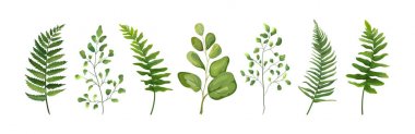 Vektör tasarımcı öğeleri yeşil orman fern yaprak baldırıkara otu yeşil sanat yeşillik doğal yaprakları bitki topluluğu sulu boya tarzı koleksiyonunda ayarlayın. Zarif dekoratif güzellik illüstrasyon tasarımı için