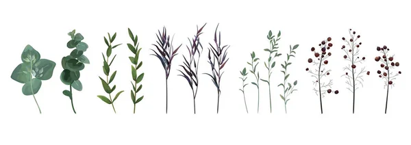 Eukalyptus gesät, blauer Agonisthymian, Spargelbeere Designer Art Aquarell Laub natürliche Zweige Blätter Elemente gesetzt, Kollektion. Vektor dekorativ schön niedlich elegant Illustration für Design — Stockvektor