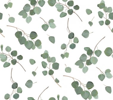 Okaliptüs gümüş dolar ağaç yapraklar doğal dalları ile yeşil yaprakları tropikal seamless modeli, suluboya tarzı. Vektör dekoratif şirin zarif yeşil illüstrasyon izole beyaz arka plan