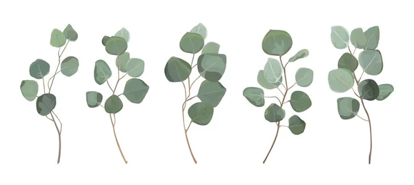 Eucalyptus argent dollar verdure, gomme feuillage feuilles naturelles & branches designer art éléments tropicaux ensemble faisceau dessiné à la main dans un style aquarelle. Vecteur décoratif belle illustration élégante — Image vectorielle