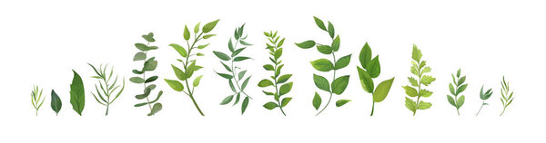 Vektor Designer Elemente Set Sammlung von grünen Waldfarn, tropischen grünen Eukalyptusgrün Kunst Laub natürliche Blätter Kräuter im Aquarell-Stil. dekorative Schönheit elegante Illustration für Design — Stockvektor