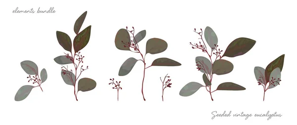 Graines vectorielles Eucalyptus vintage antique feuilles bleues rouges, branches florales éléments décoratifs naturels ensemble, faisceau. Aquarelle dessinée à la main objets design élégants. Inviter carte de voeux décoration — Image vectorielle