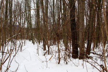 Kış ormanı beyaz karla kaplı bir köpekle tra