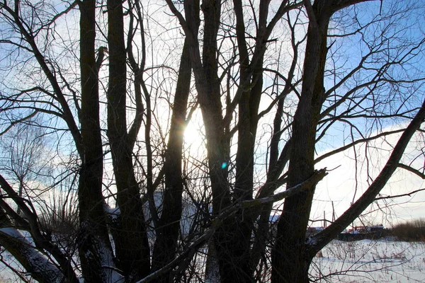 Nackter Baum Winter Gegen Himmel Und Sonne — Stockfoto