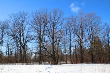 Baharın eşiğinde güneşli bir havada kış ormanı