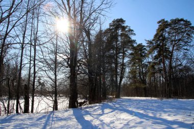 Baharın eşiğinde güneşli bir havada kış ormanı