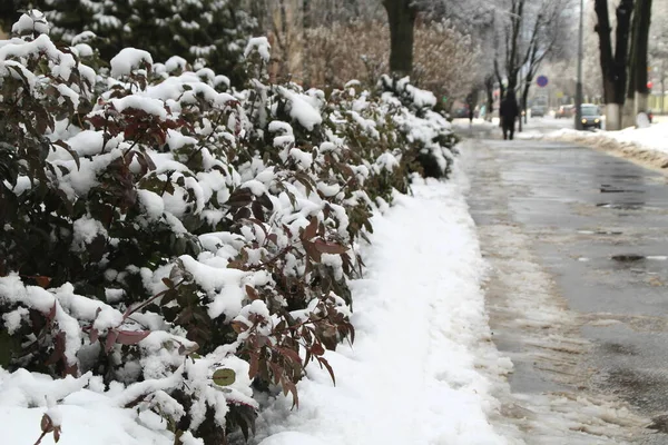 Winter Straat Tijdens Dooi Met Pluizige Sneeuw Takken — Stockfoto