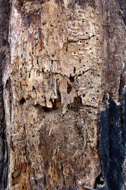 Yaşlı bir ağacın içinde karıncalar kendilerine bir ev yaptılar.