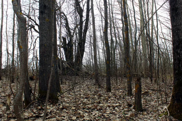 Forêt Milieu Printemps Après Fonte Des Neiges — Photo