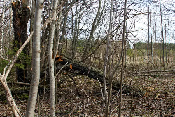 Gebroken Droge Boom Het Voorjaarsbos Zonder Bladeren — Stockfoto