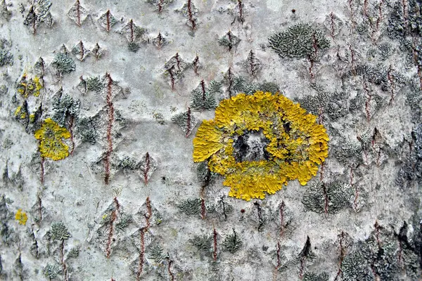 Textura Oscura Corteza Árbol Con Musgo — Foto de Stock