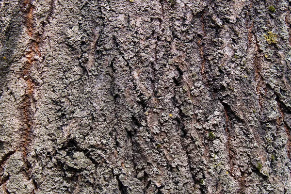 Casca Escura Tília Árvore Textura Fundo — Fotografia de Stock