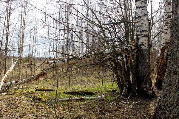 Сломанное Сухое Дерево Весеннем Лесу Листьев — стоковое фото