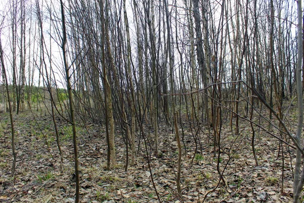 Forêt Milieu Printemps Après Fonte Des Neiges — Photo