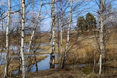 Baharın ortasında, gölün arka planında çıplak ağaçlar.