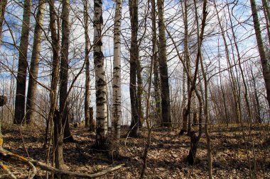 Karı erittikten sonra baharın ortasında orman