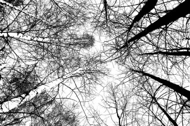 Ağaçların siyah beyaz fotoğrafı, aşağıdan yukarıya doğru