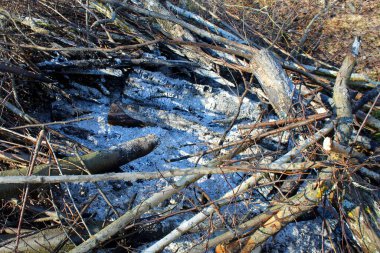 Ağaç dalları ve küllerle sönmüş şenlik ateşi