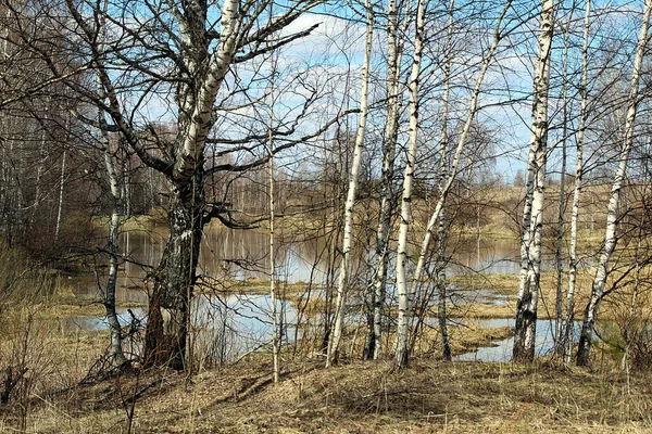 Mitten Frühling Kahle Bäume Hintergrund Des Sees — Stockfoto