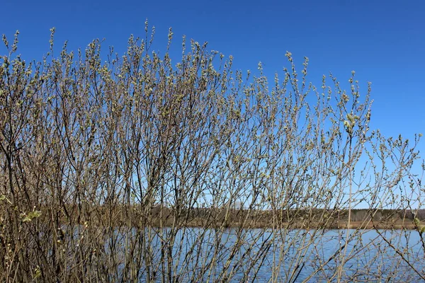 Molti Salici Una Soleggiata Giornata Primaverile Sul Lago — Foto Stock