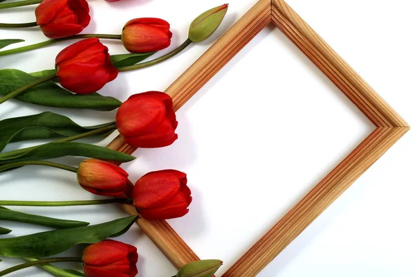 Red Tulips Frame White Background — Stock Photo, Image