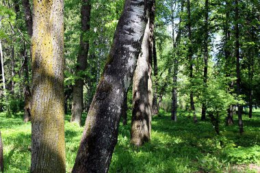 Parkta iki ağaç gövdesi görünür.