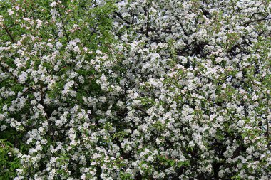 Doku ilkbaharı elma ağacının beyaz çiçekleri