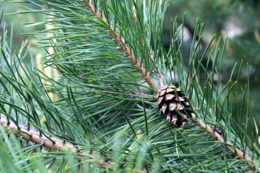 Çam dalında boş bir koni