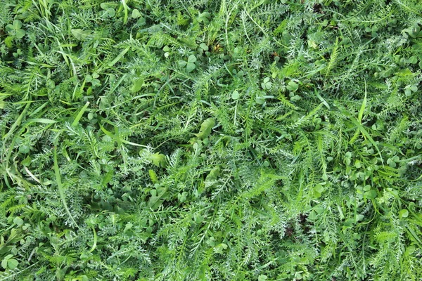 绿色多汁的草 顶部视图 — 图库照片