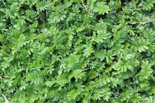 Green Juicy Grass Top View Texture Background — Stock Photo, Image