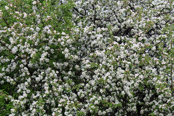 Doku ilkbaharı elma ağacının beyaz çiçekleri