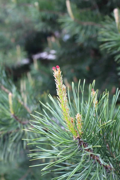 Cône Pin Commence Pousser Printemps — Photo