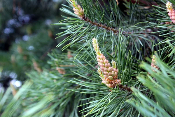 Pine cone begins to grow in spring